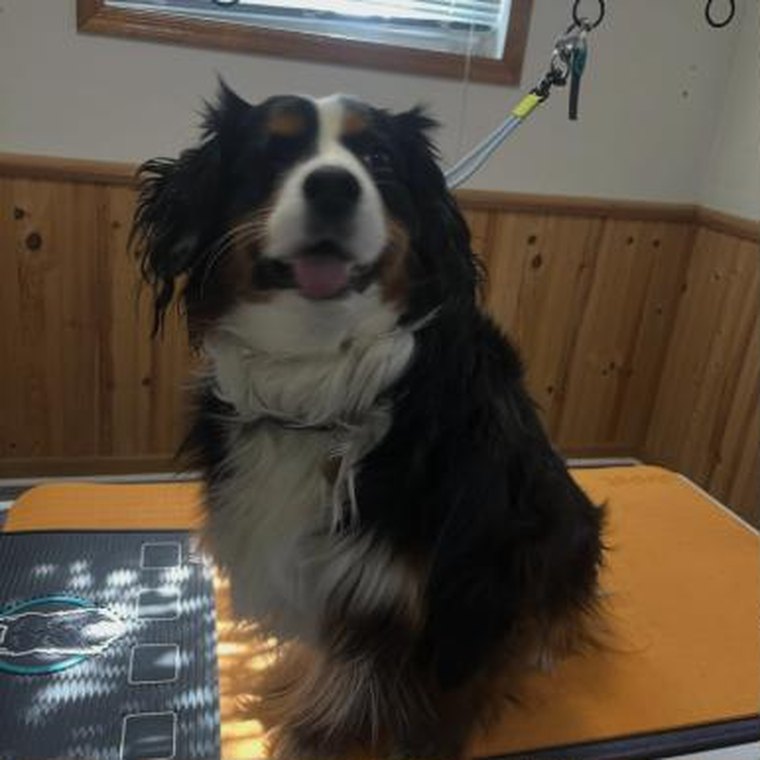 A tricolour spaniel groomed and sitting on the grooming table