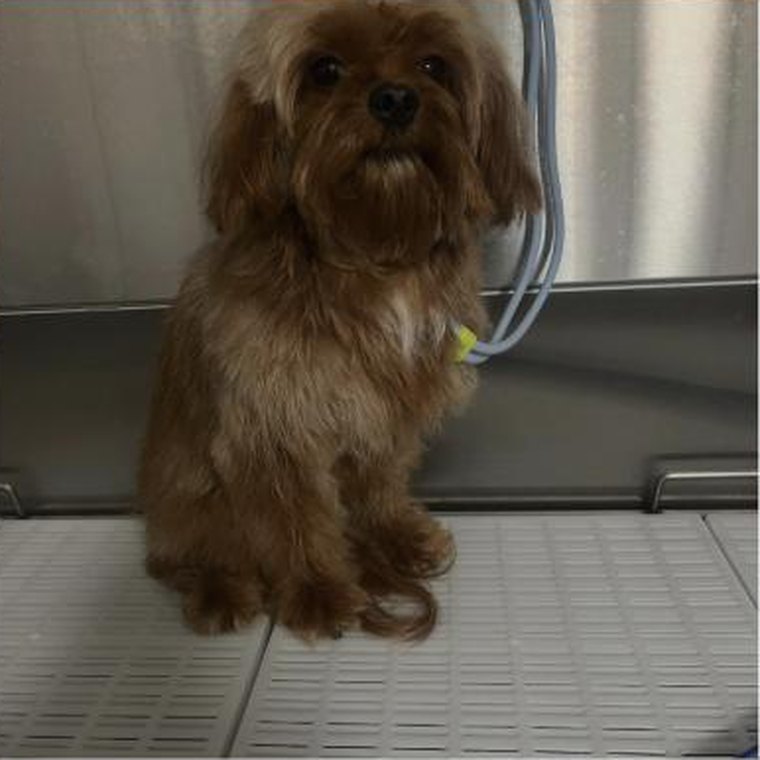 A brown doodle after a haircut