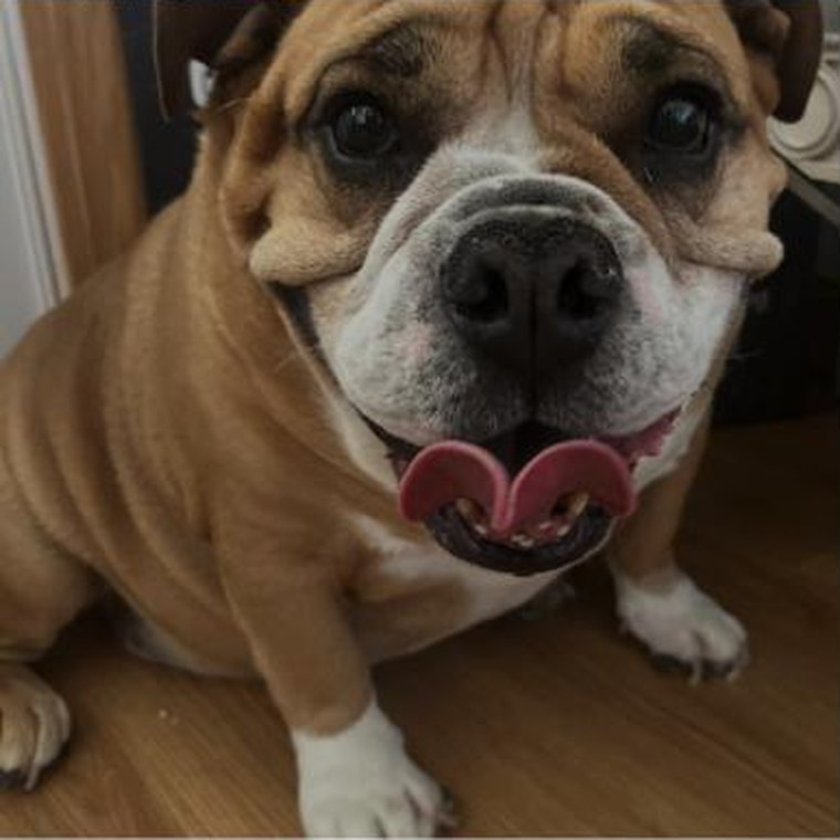 An English bulldog smiling after a bath