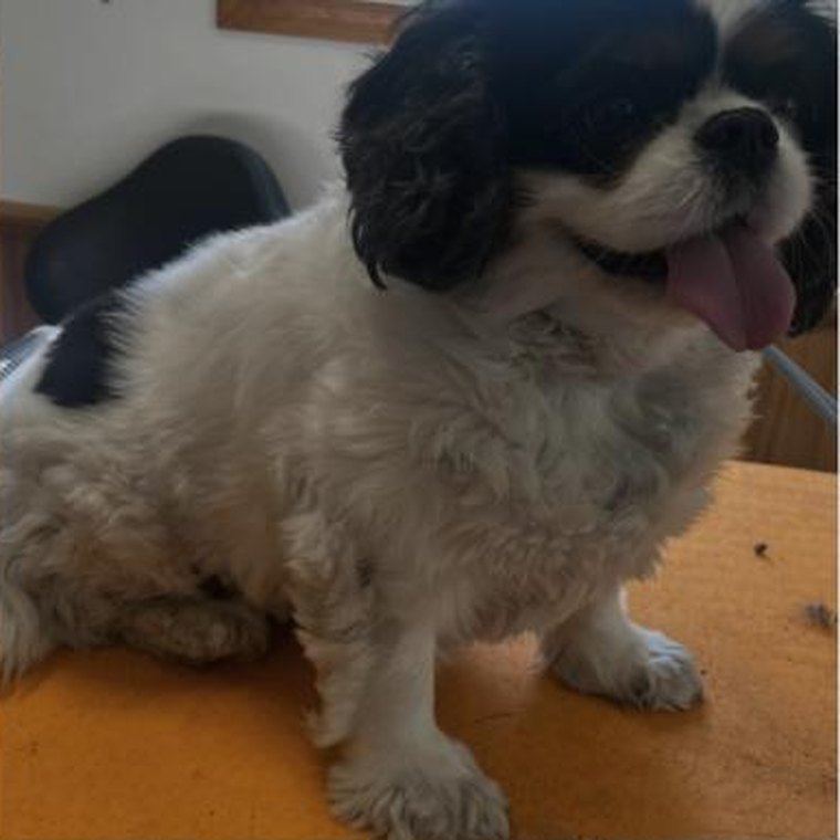 A black and white spaniel after a groom, sitting on the grooming table