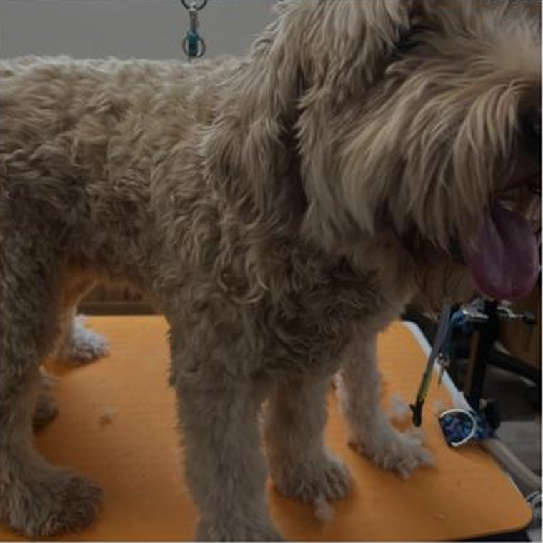 An apricot doodle standing on the grooming table after a full body groom